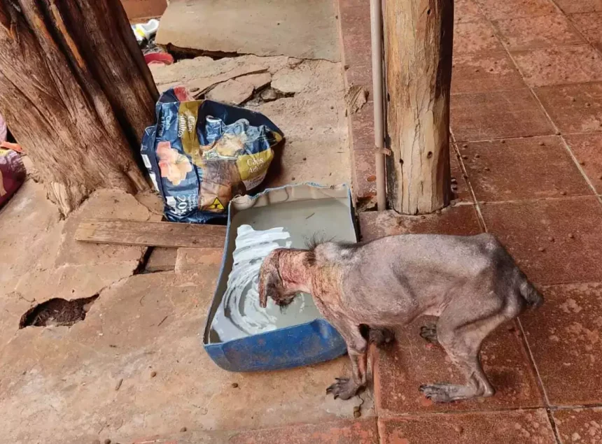 Maus-tratos a animais de companhia – as questões constitucionais